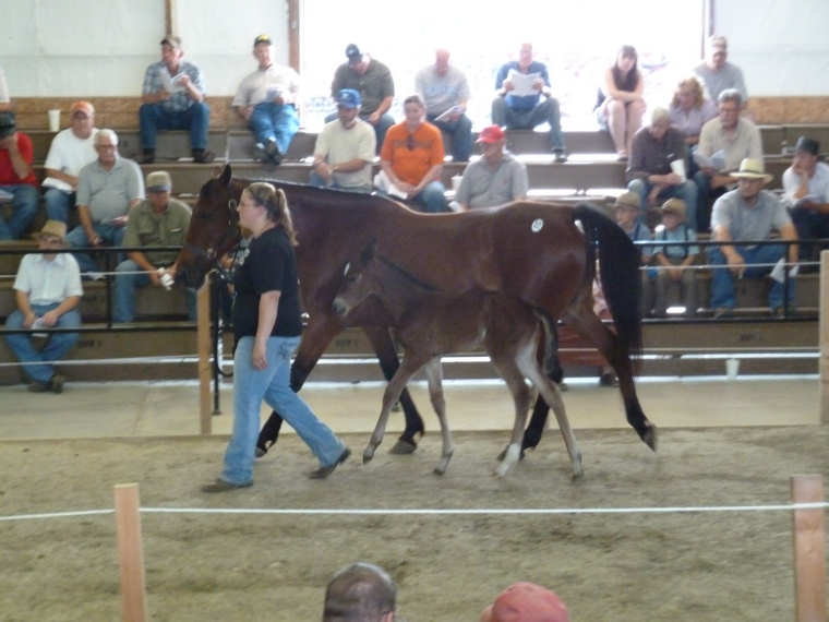 The Horsemeister Blog Arthur Auction