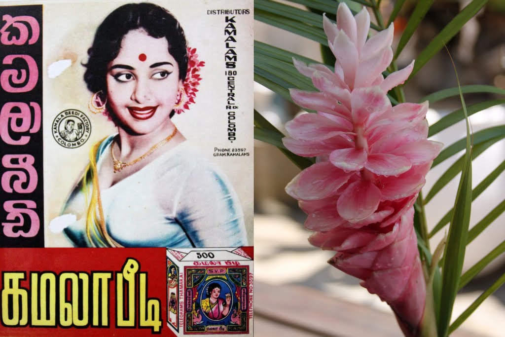 mes indiennes de retour à ceylan