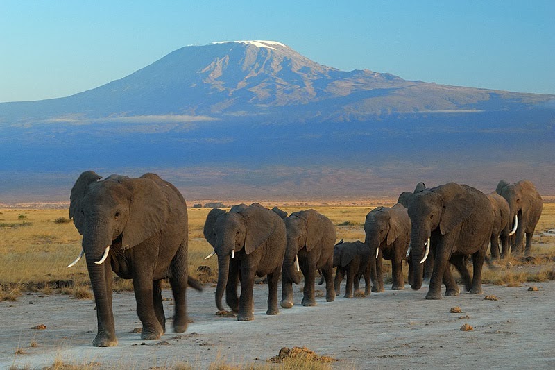 Mount+Kilimanjaro,+Kilimanjaro+National+Park,+Tanzania+-+Top+10+Stunning+Volcanoes+Around+the+World.jpg