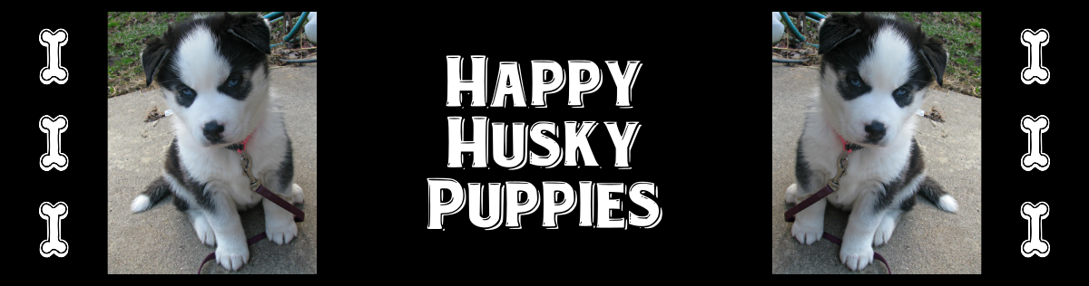 Happy Husky Puppies