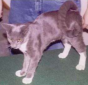 American Ringtail Cat - Cats of the world