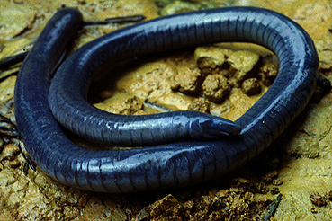 INFORMACION ANIMAL ANFIBIO informacion animal anfibio:
