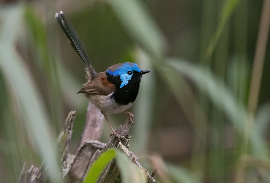 Birds of Banks Street Reserve