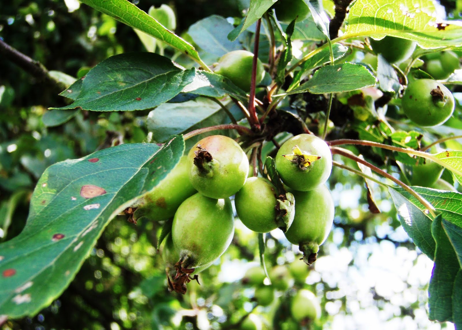 The Urbane Forager: In Praise of Crab Apples