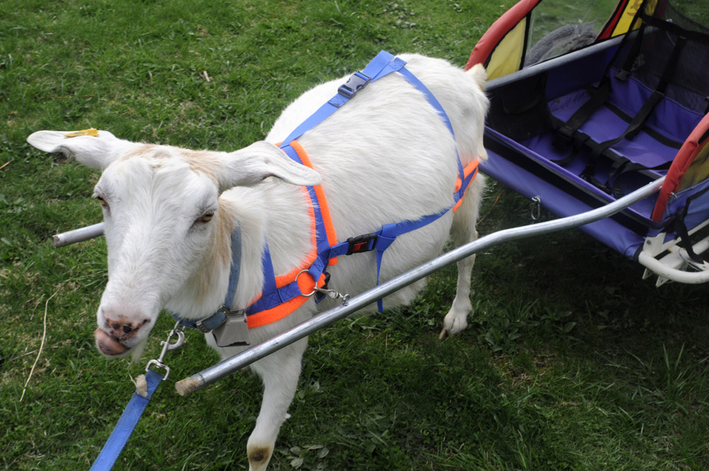 suustainable Alternate Goat Cart