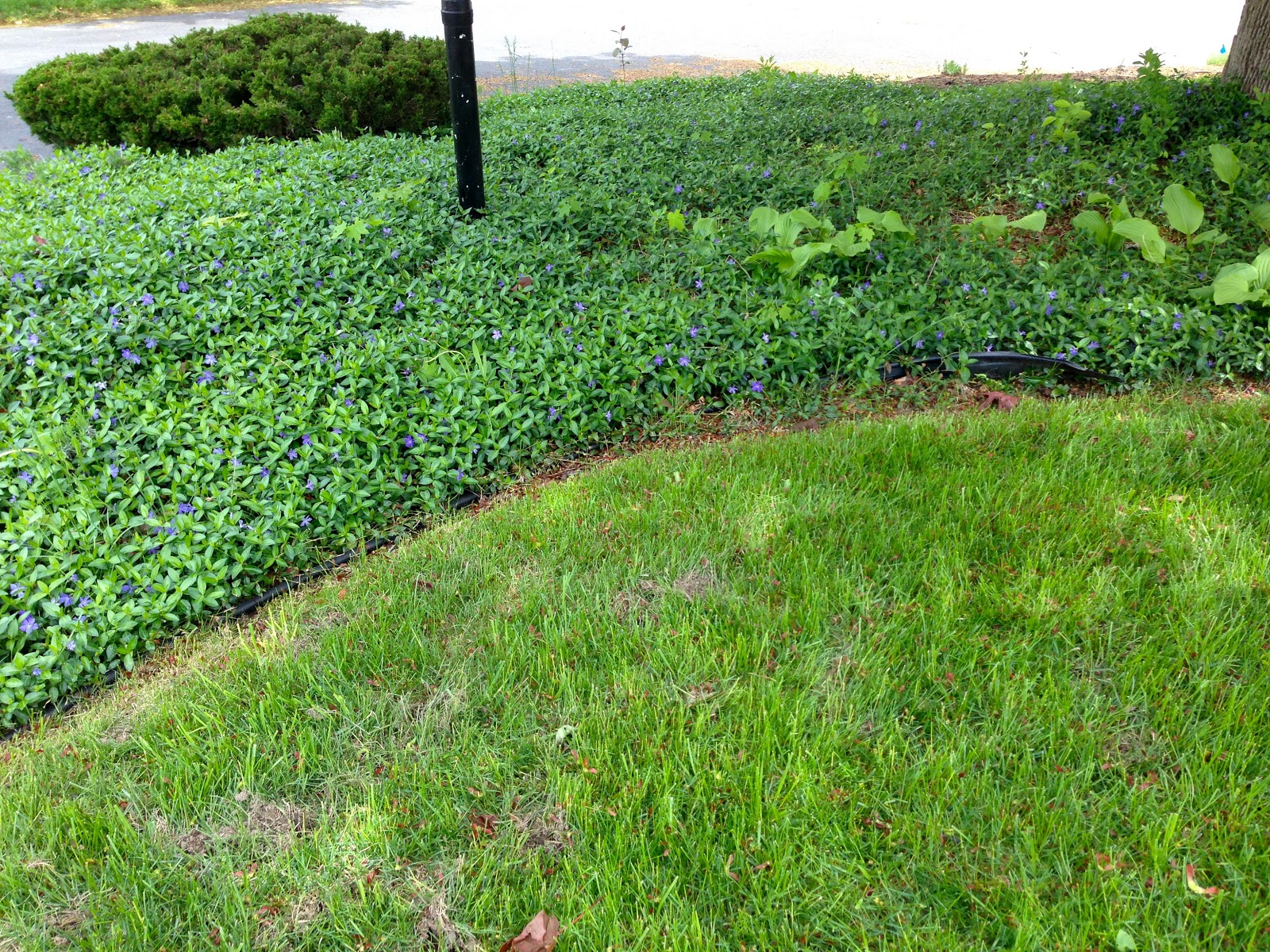 Eclectified Living: How to Edge a Garden Bed