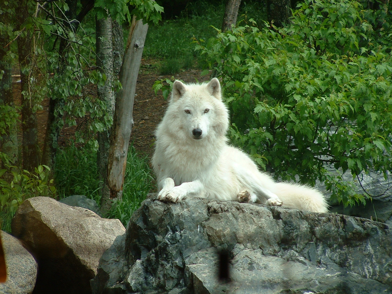 Haley Miller Pointedly+--+white+wolf