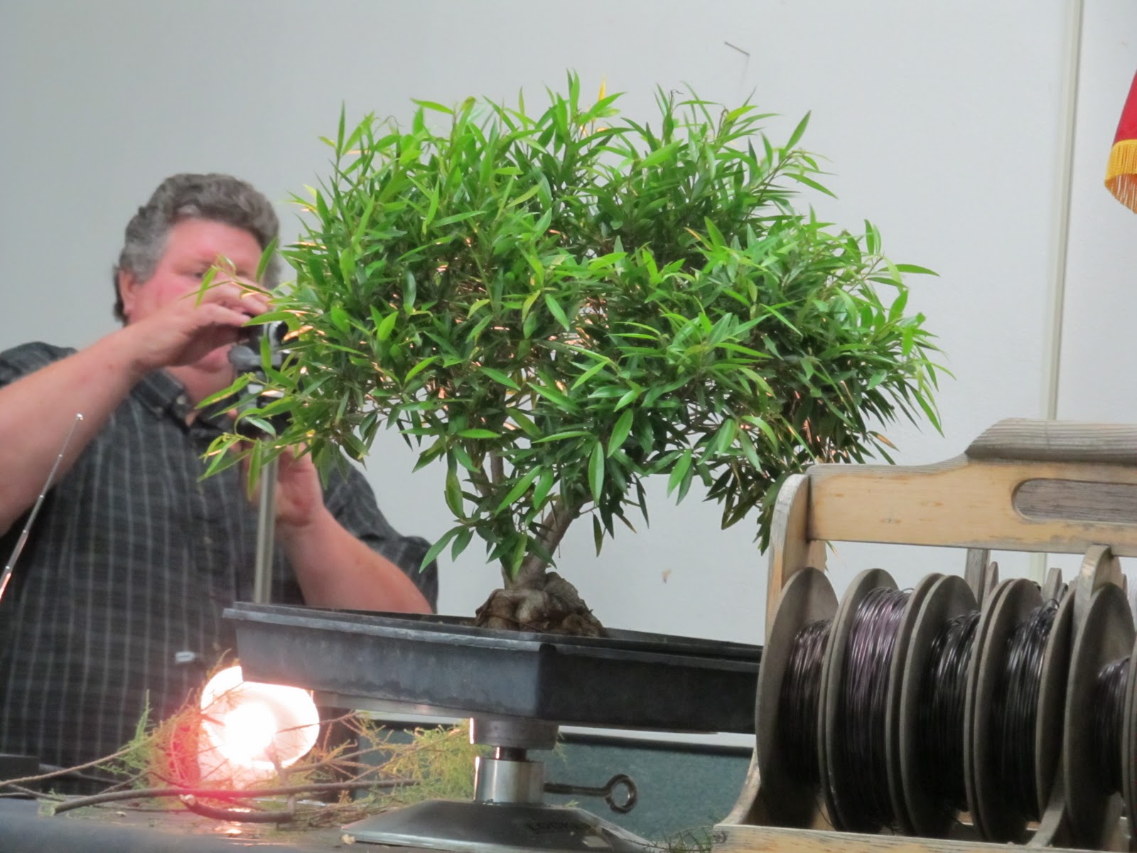 bonsaibp's bonsai blog San Diego demo part two