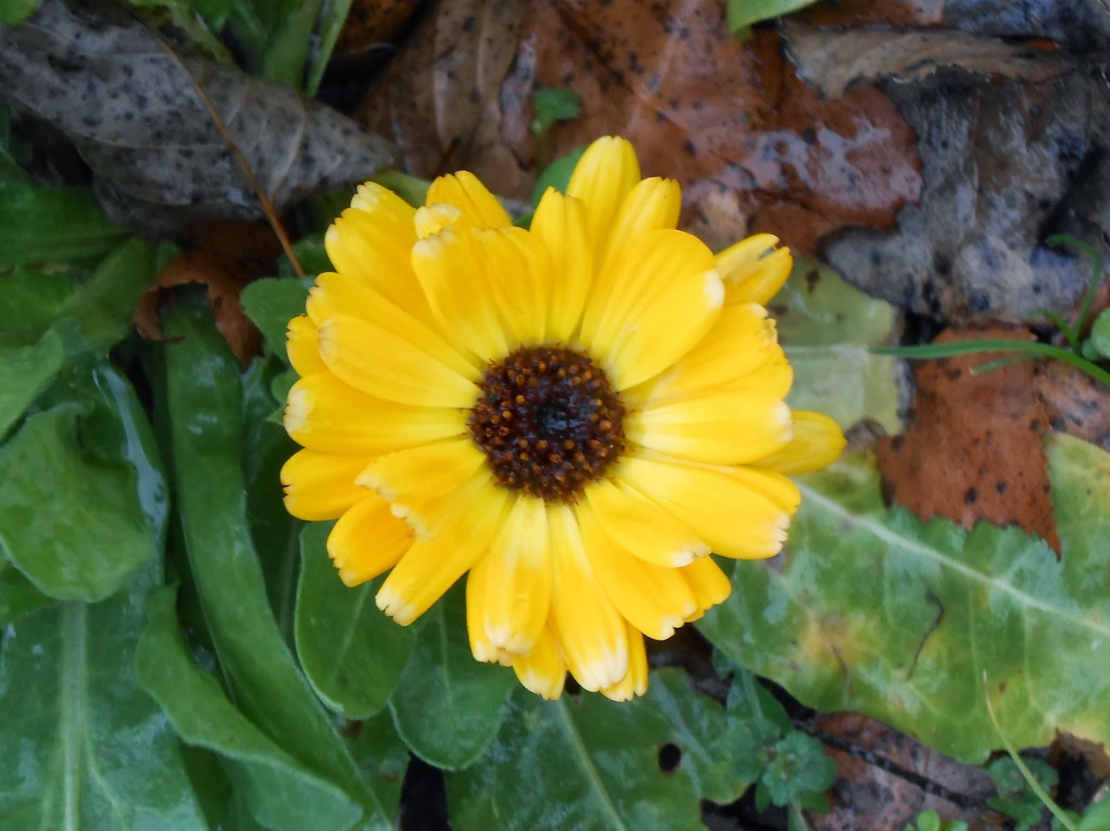Magpie Marigolds in winter...
