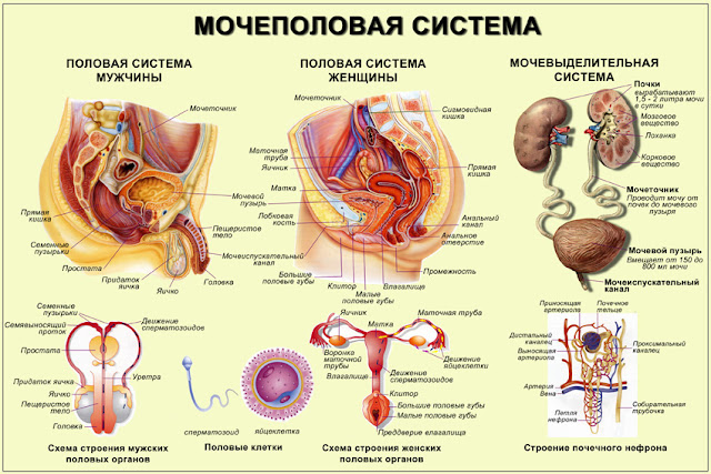 Голые негритянки, секс с красивыми африканками, смотреть онлайн сиськи негритянок, трахнул латиноамериканку, молодые девушки негритянки