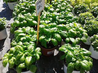 alfàbrega per a pesto