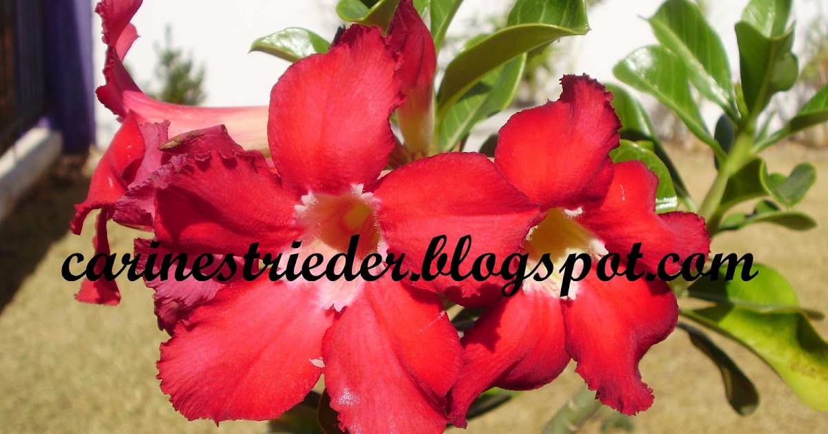 Carine Strieder e seus Crochês Rosadodeserto Carine Strieder e seus Crochês Rosadodeserto