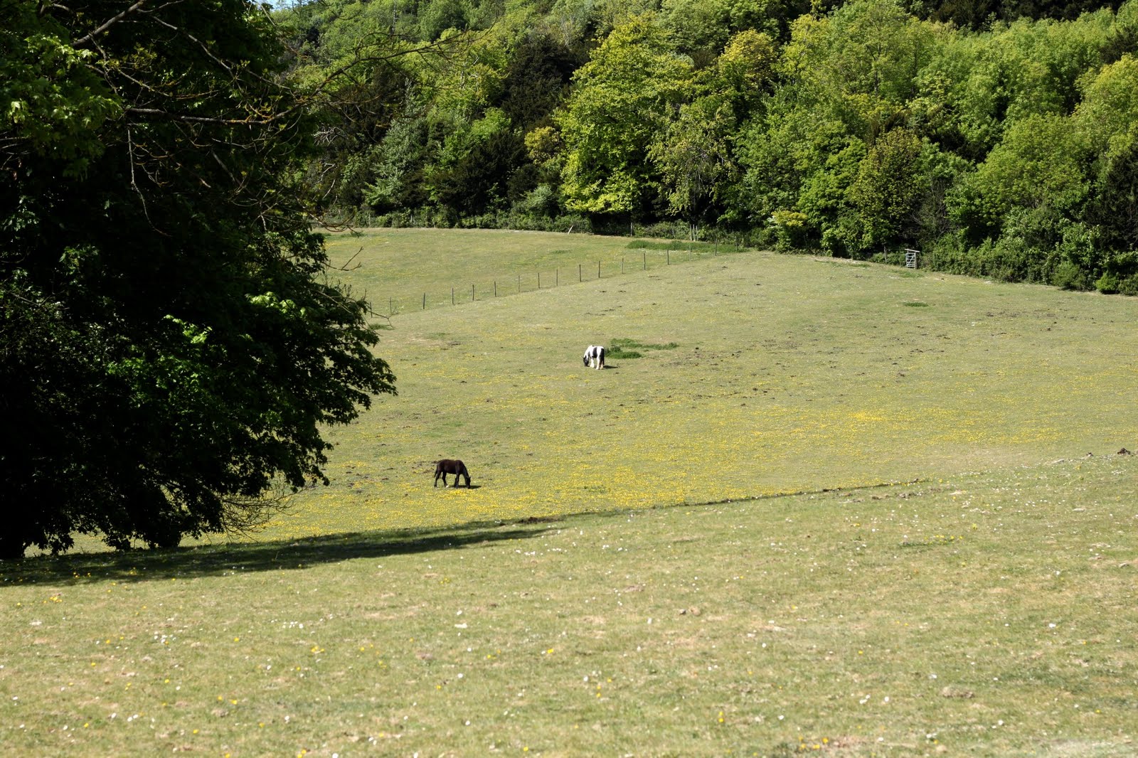 Trev's photo blog A run round Boxley Village in the sun shine