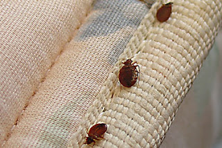 Bed bugs live on mattresses, furniture, and around the home. Up-close photo of bed bugs on a mattress edge