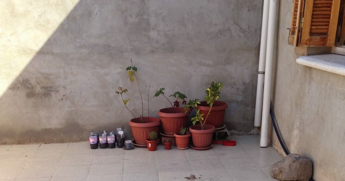 Terrace Garden 2014: Garden Project 2014