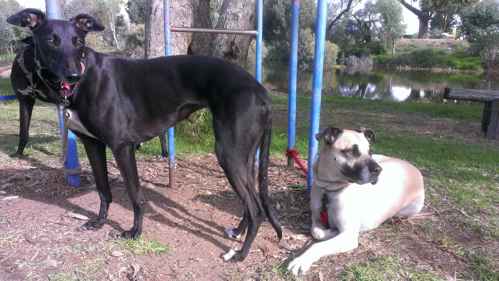 Jet's Furkid Palace Road Tripping with Dogs Denmark Western Australia