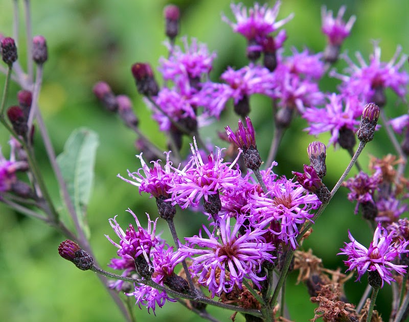 The Buckeye Botanist Prairie Ironweed (Vernonia fasciculata)