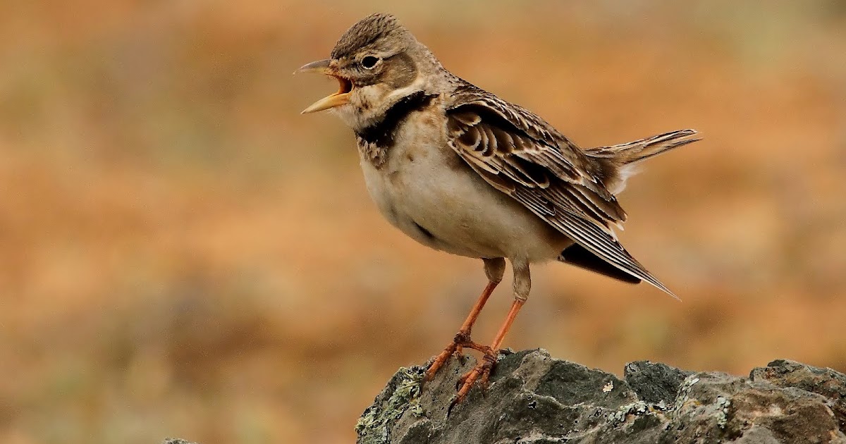 animales ibéricos en la cultura popular: LOS ANIMALES IBÉRICOS EN LA