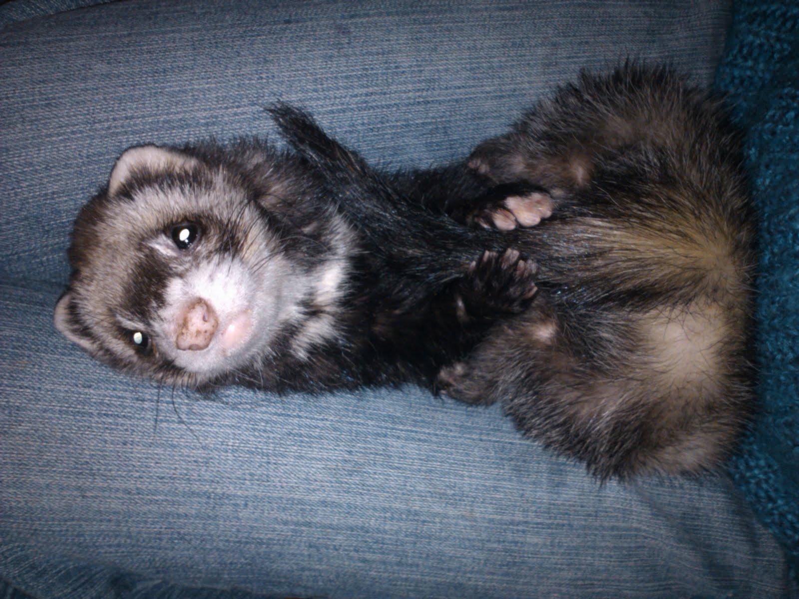 Choose a pet: ferret at home Choose a pet: ferret at home