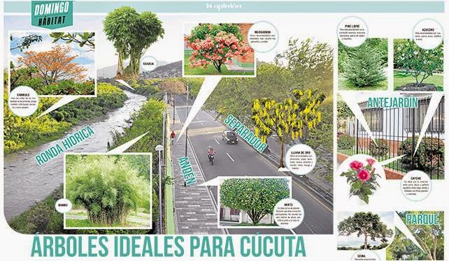CRONICAS DE CUCUTA: 802.- ARBOLES IDEALES PARA CUCUTA
