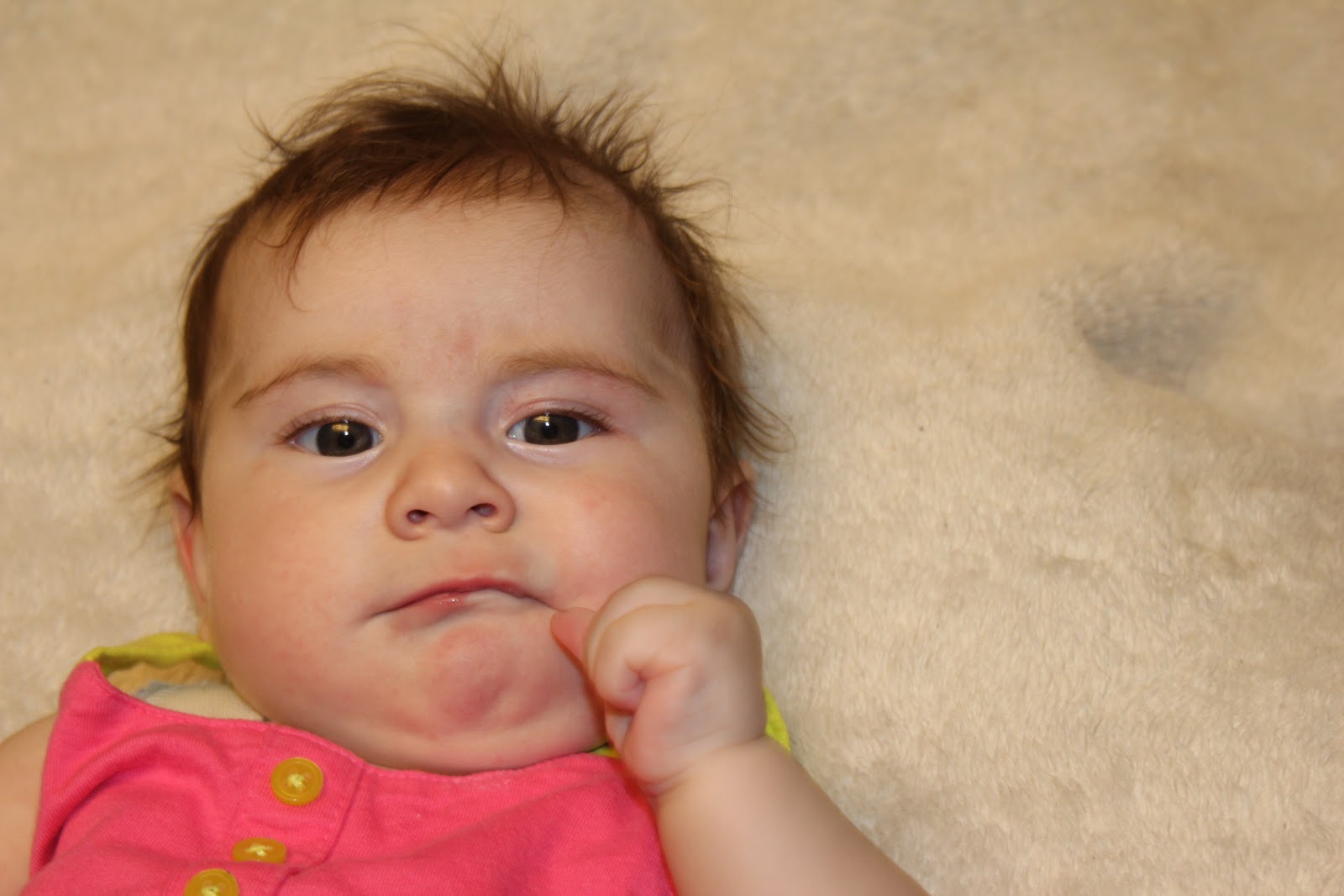 Froggied Princess Our life with a WheatonPavlik Harness Froggie is