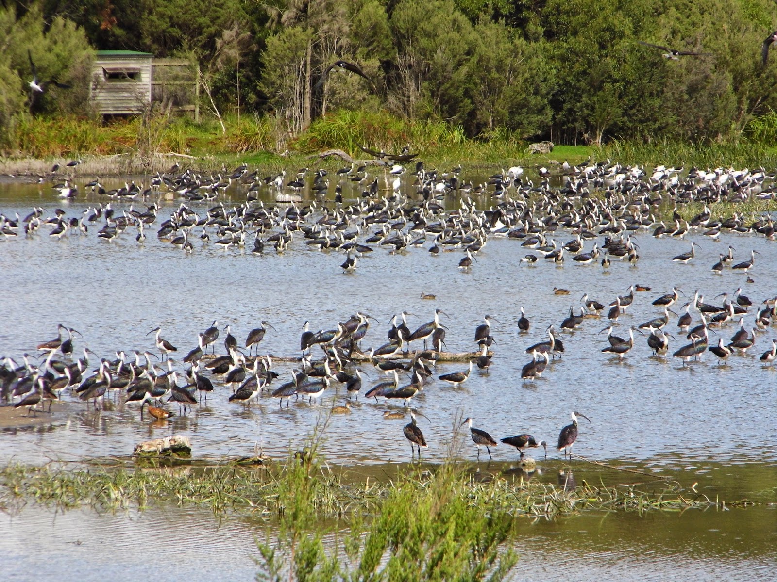 One Mother Hen Lake Mac in Autumn