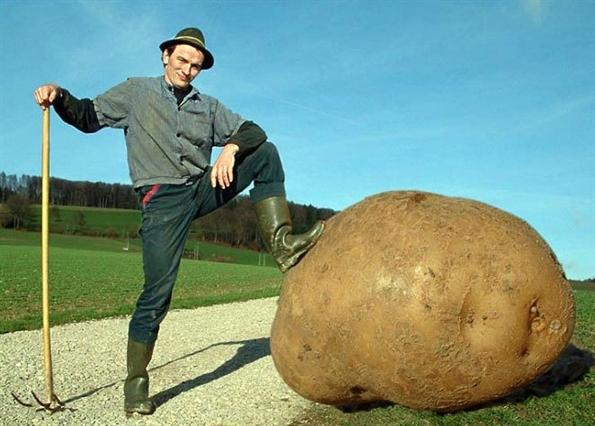 worlds-biggest-potato-ever.jpg