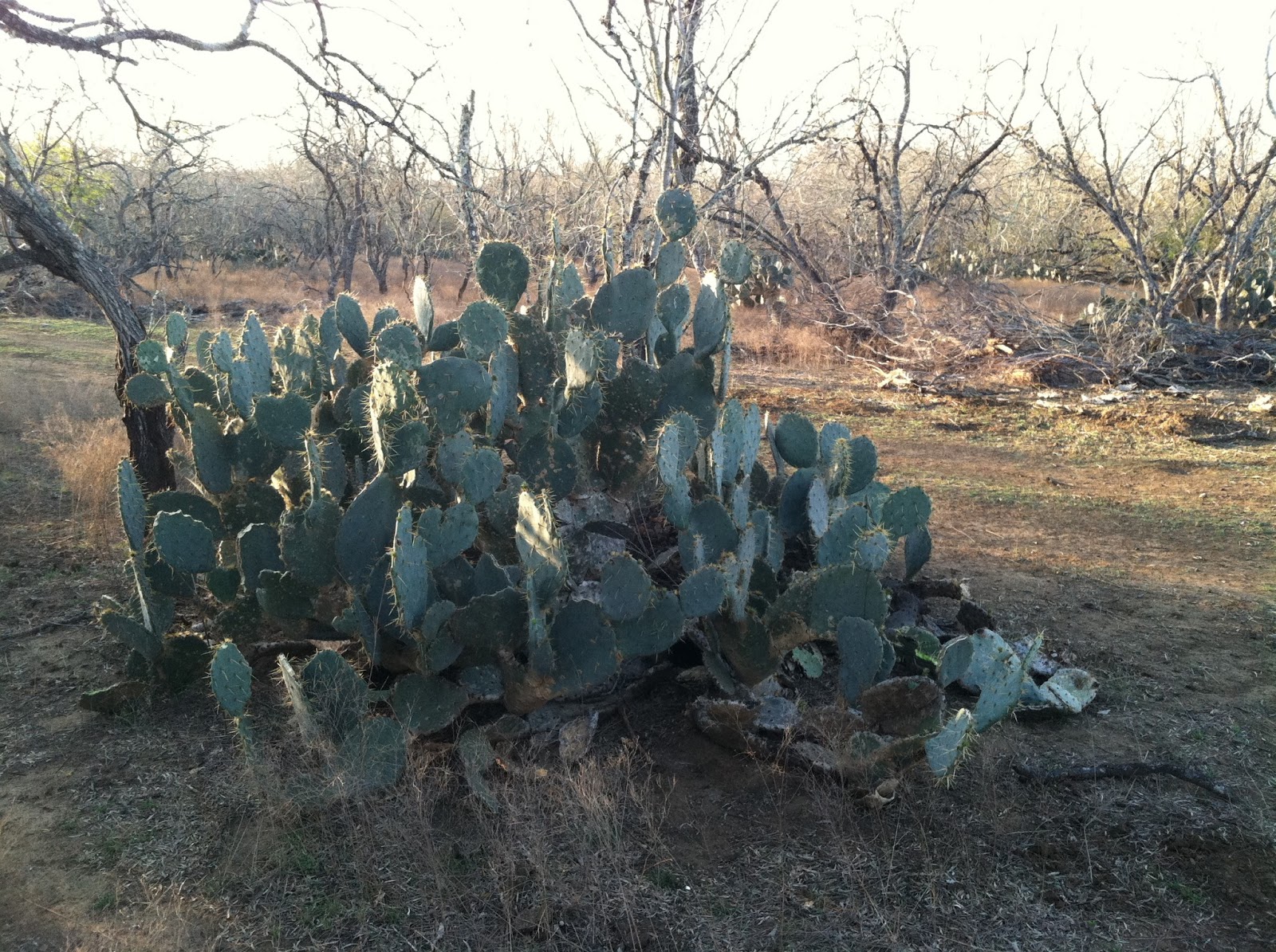 Battenkill Hunting Preserve 2016 Cactus Creek Bowhunting Ranch, Nixon