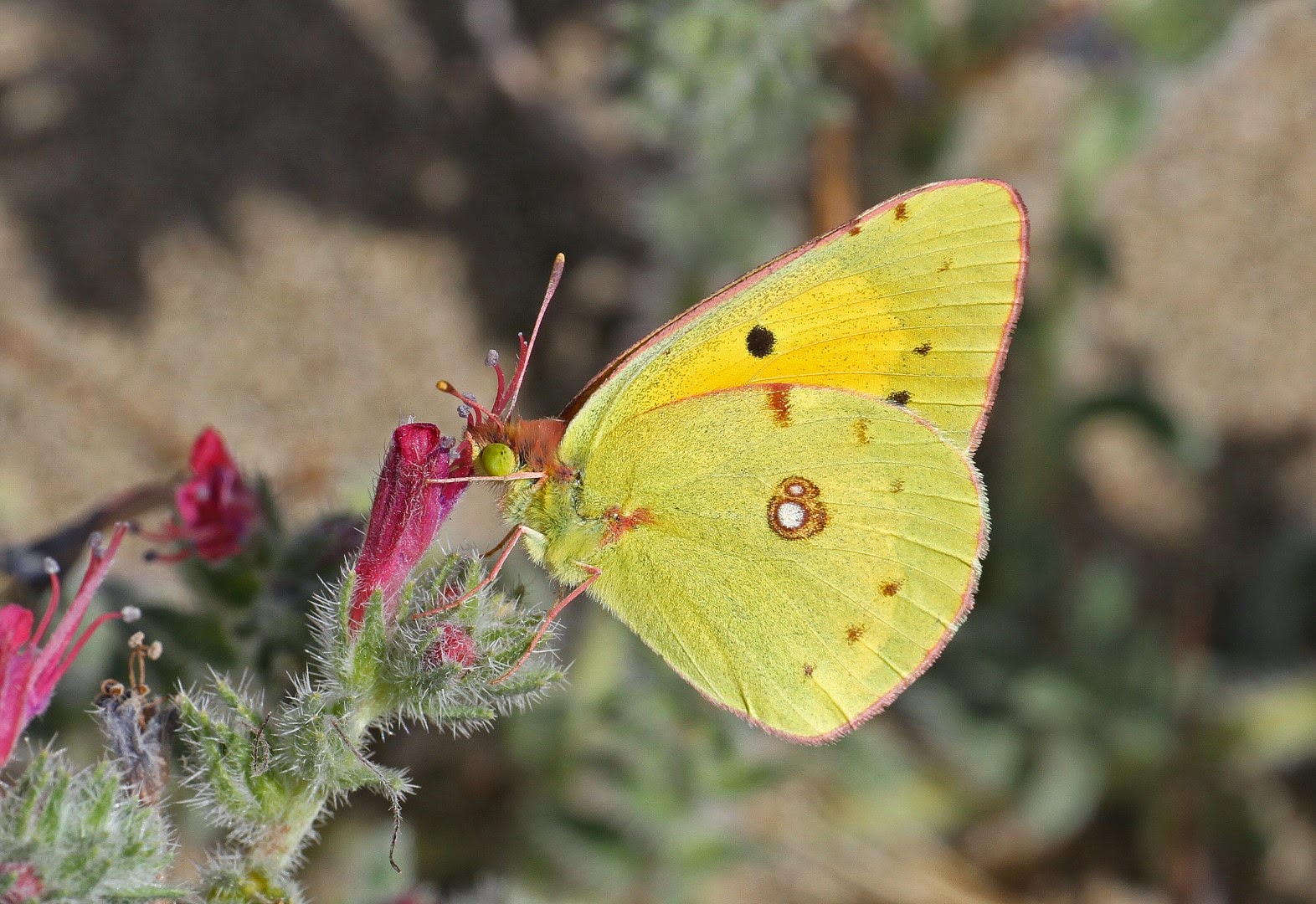 Michael Foley Natural History © Cyprus butterflies