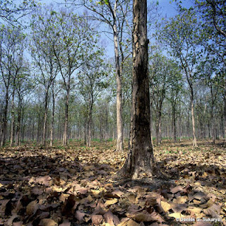 Persebaran Flora dan Fauna Indonesia 6 Persebaran Flora dan Fauna Indonesia 6