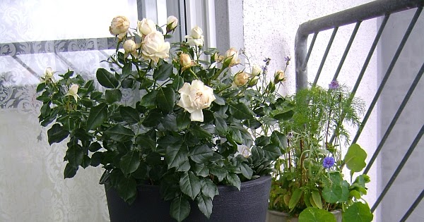 Terrassen- und Balkonbepflanzung: Pflanztöpfe und Gefäße für Balkon