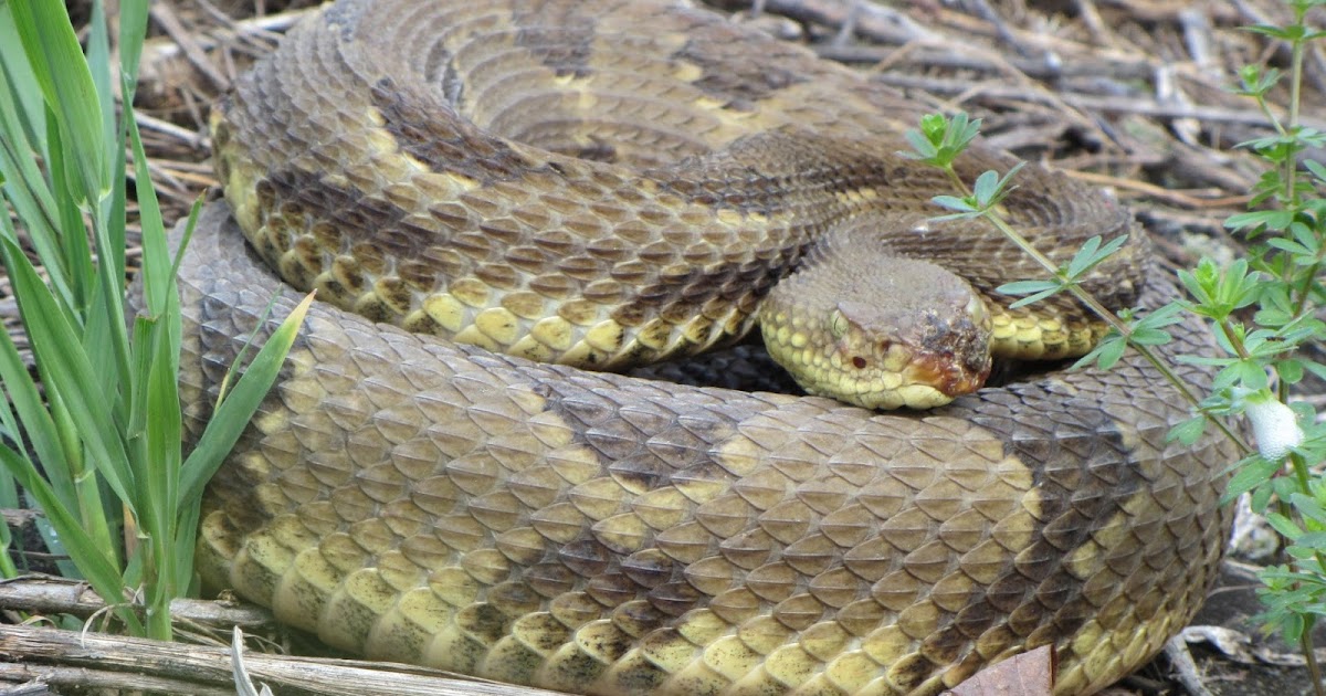 Central Pennsylvania Forestry: Pennsylvania Change in Rattlesnake