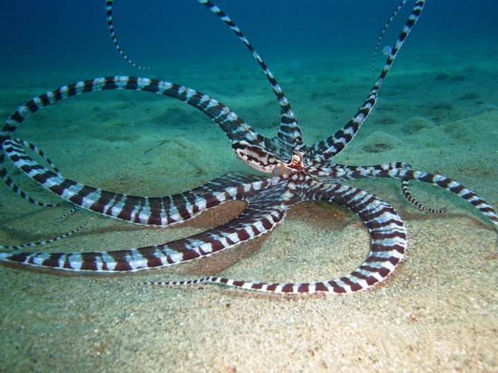 mimic octopus mimic octopus