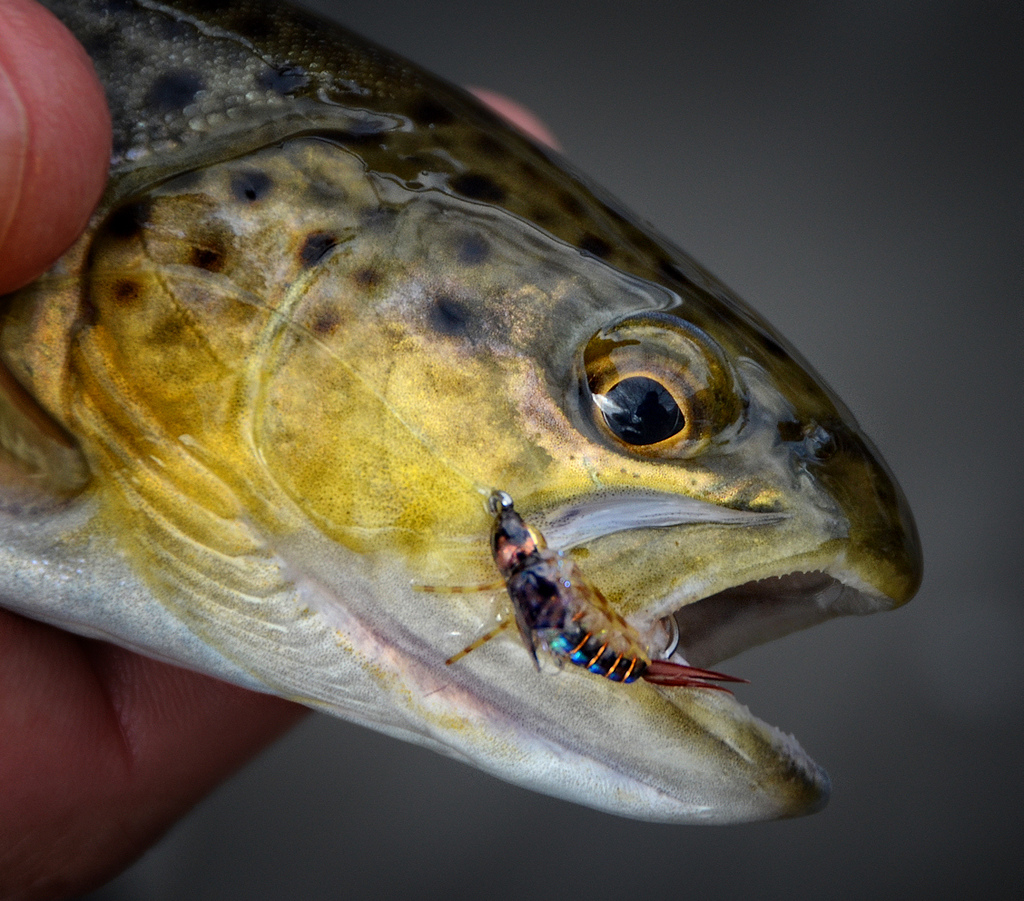 Masked Marauder Fly Fish Food Fly Tying and Fly Fishing