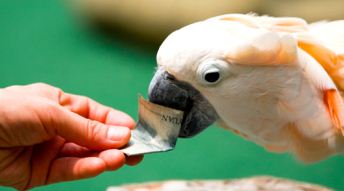 Cerita Lucu Bikin Ketawa Ngakak Sampai Sakit Perut Burung Kakak Tua