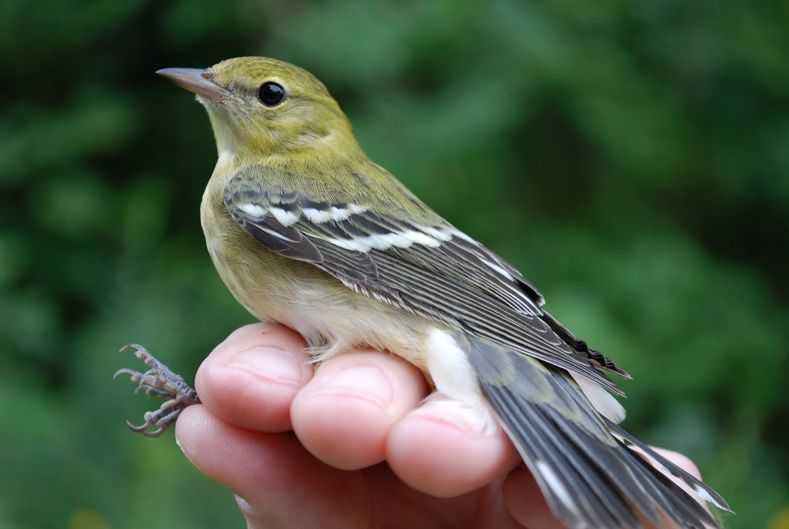 Minnesota Birdnerd A Wave of Warblers