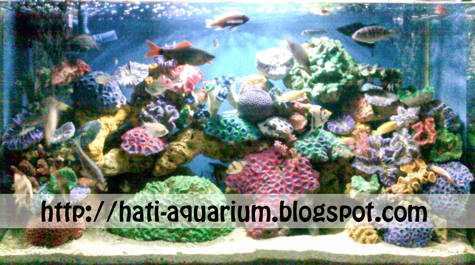 5 tips merawat ikan hias hati aquarium 5 tips merawat ikan hias hati aquarium