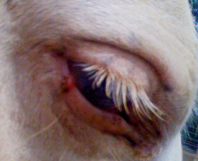 Sugar Land Pet Hospital Equine Squamous Cell Carcinoma