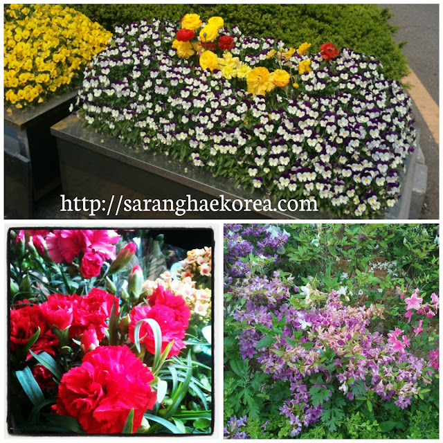 8 Featured Wild Spring Flowers of Korea Saranghae Korea