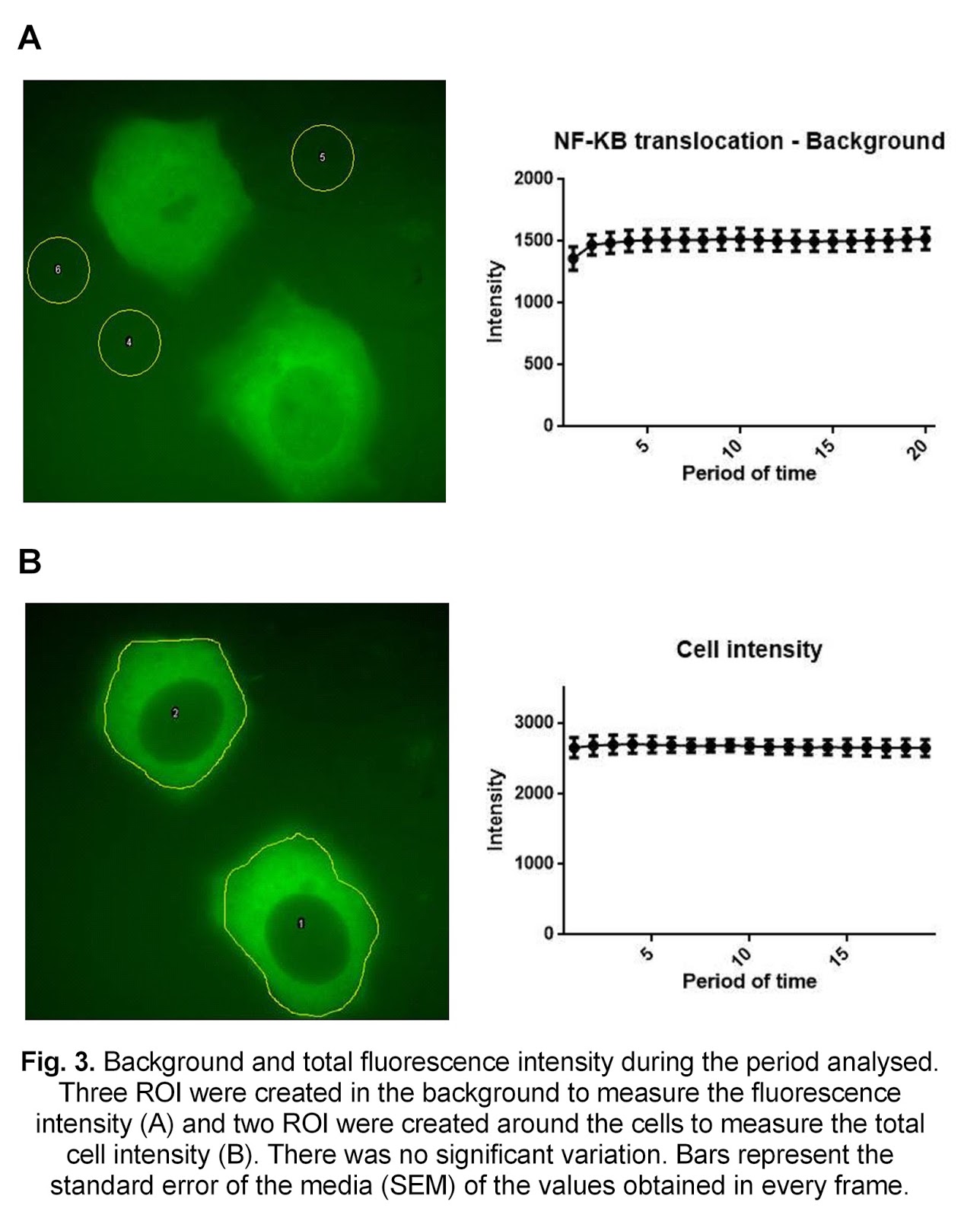 Juan More Experiment 5 Live cell fluorescence microscopy
