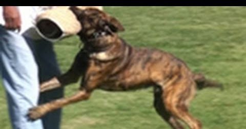 chien qui aboie: Comment Dresser son Chien à l'Attaque chien qui aboie: Comment Dresser son Chien à l'Attaque