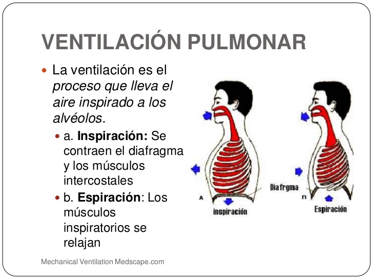 Proceso de ventilancion pulmunar