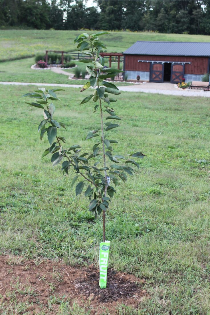 How and When to Plant Fruit Trees Gardening Things