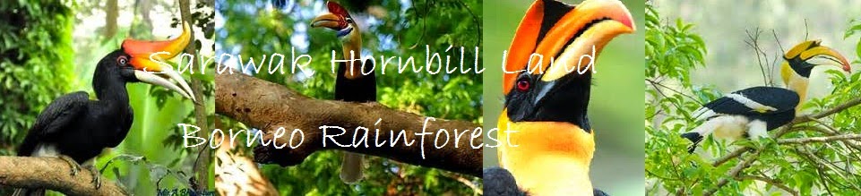 Sarawak Hornbill Land