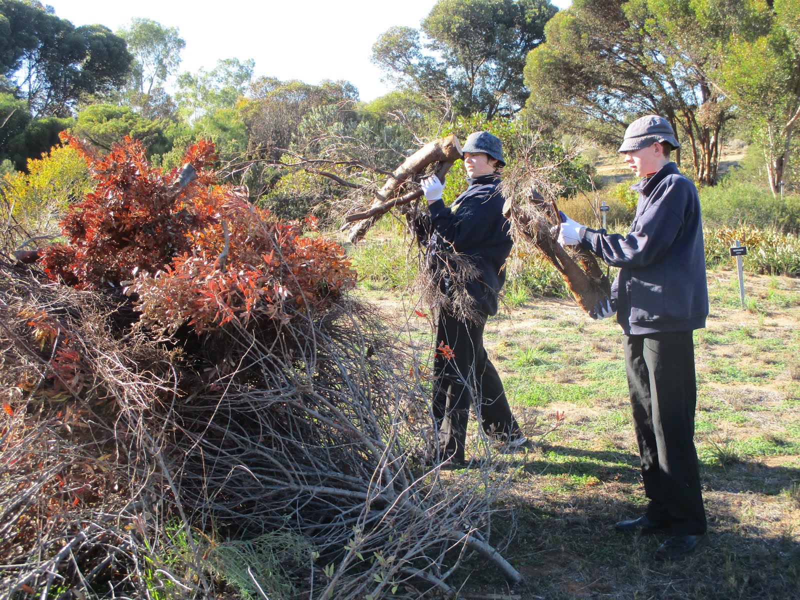 Helping at Pangarinda Botanical Gardens is great fun and hard work.