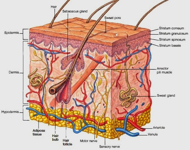 Hair Follicles And Sebaceous Sweat Glands | Anatomy Picture Reference ... Hair Follicles And Sebaceous Sweat Glands | Anatomy Picture Reference ...
