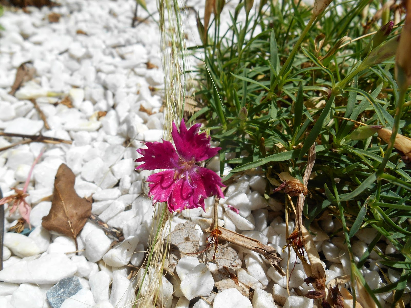 Le Jardin De Pascaline Septembre 2011