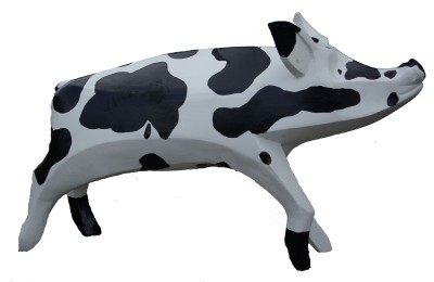 cow pig hybrid