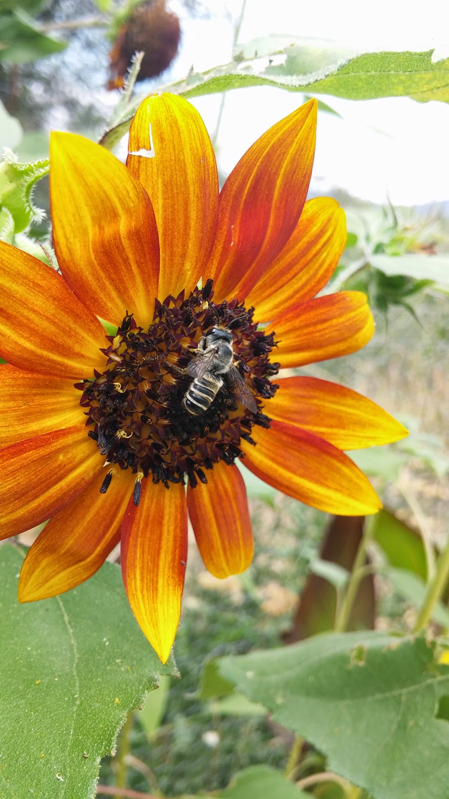 Medicinal and Edible Plants The Sunflowers