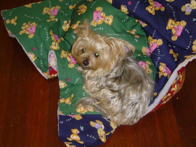 Spoilt Dog Quilts